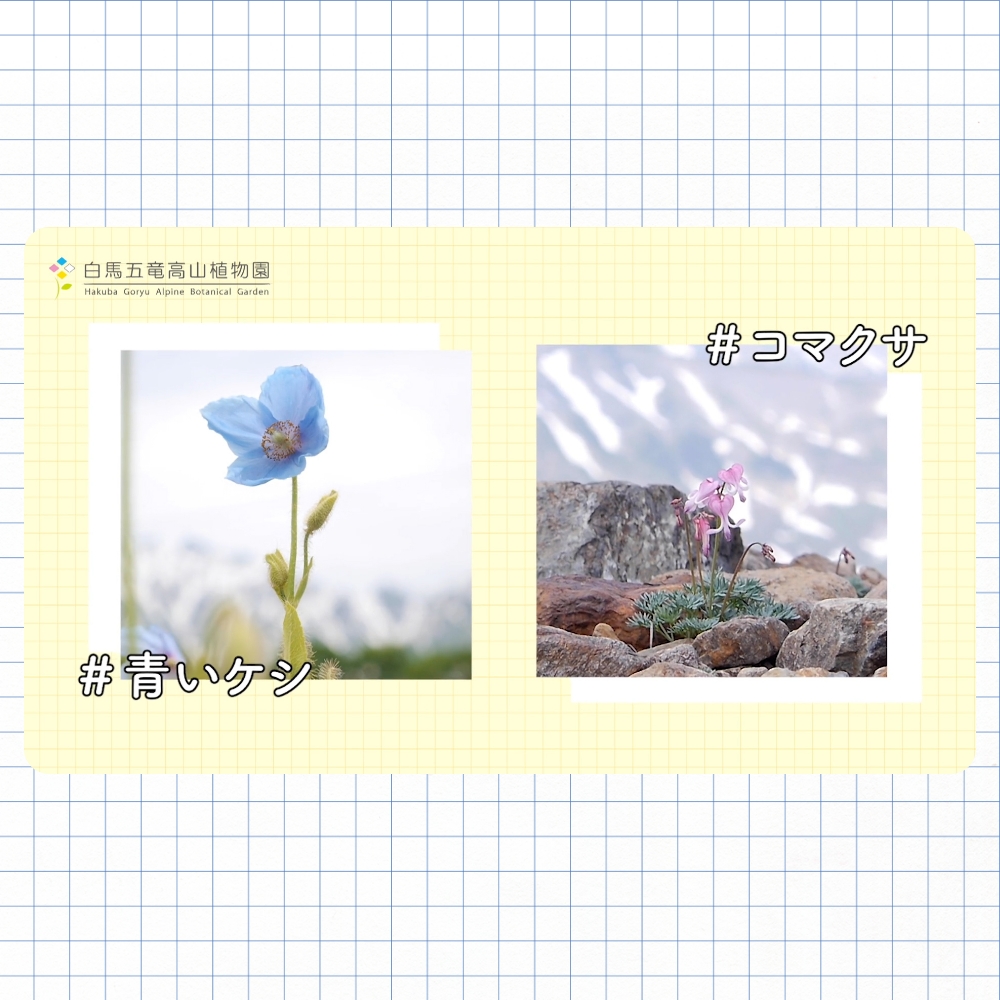 白馬五竜高山植物園|TVCMの企画・撮影・編集
